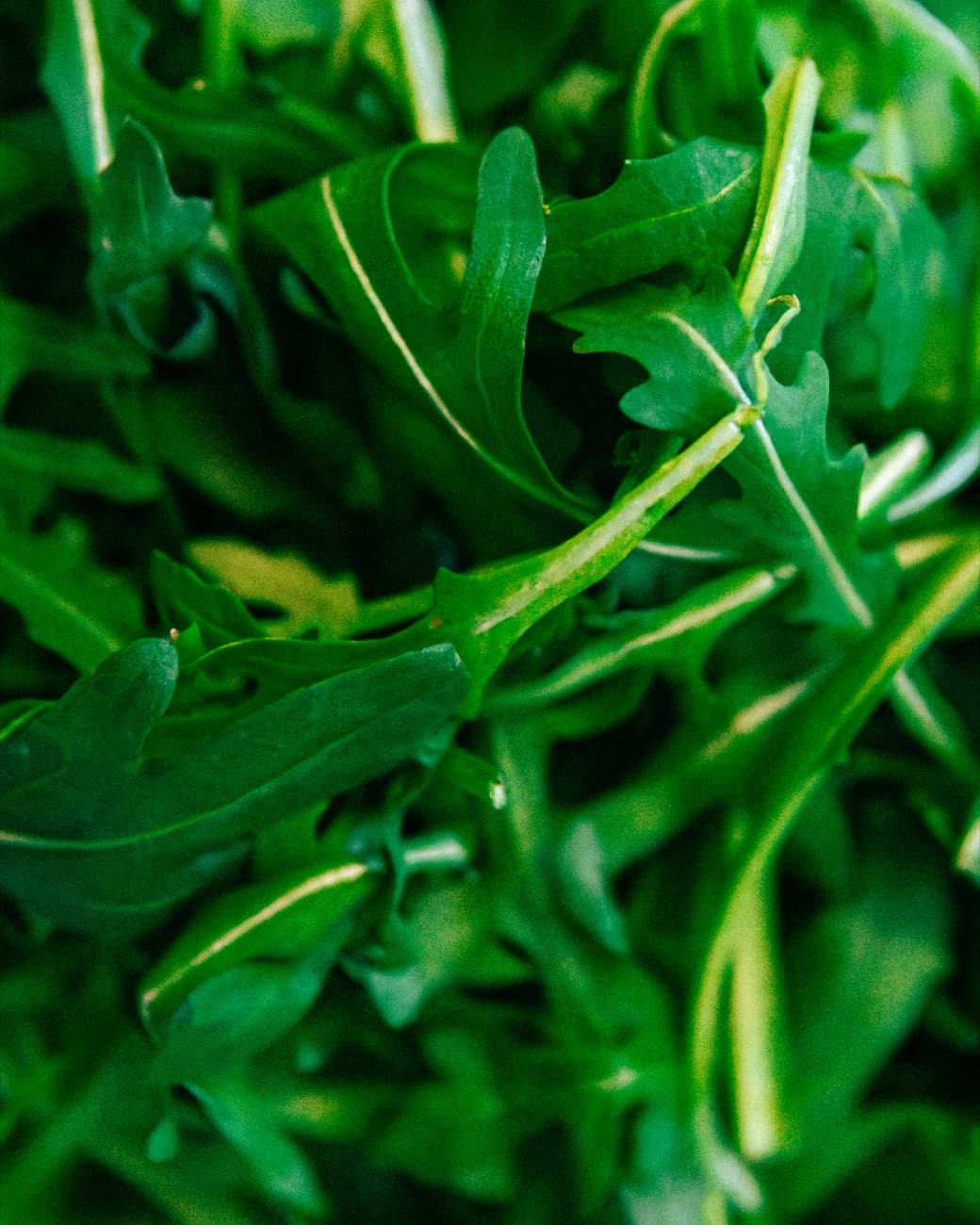 Materia prima fresca